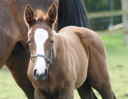 2015 filly by Mastercraftsman